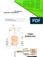 Estomago Esofago Practica 1