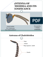 Antenna of Chalcidoidea and Its Significance 22