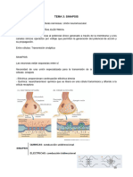 Fisiología Tema 3