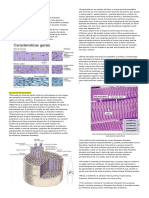 Histologia Do Tecido Muscular @GusthaDias