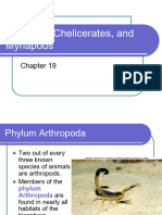 Trilobites Chelicerates and Myriapods