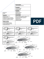 Anatomy and Characteristics of Tadpoles