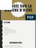 Exposée Sur La Mouche D'olive