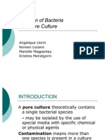 Activity 7 Isolation of Bacteria Into Pure Culture