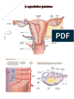 Resumo - Ciclo Reprodutivo Feminino