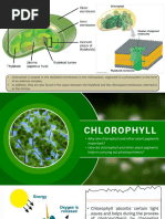 Chlorophyll