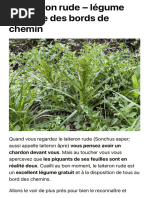 Le Laiteron Rude - Légume Sauvage Des Bords de Chemin - Plantes Sauvages Comestibles