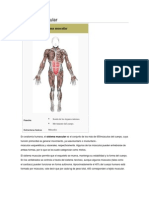 Sistema Muscular