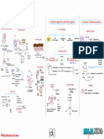 Endocrinology Pathology - 009) Pheochromocytoma (Illustrations - Key)