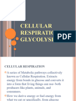 Cellular Respiration Glycolysis