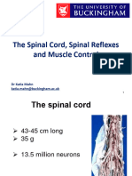 4 BMC Lecture Spinal Cord (Autosaved)