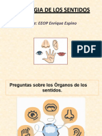 Organos de Los Sentidos