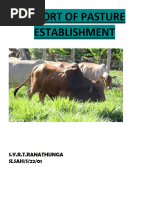 Report of Pasture Establishment 1234