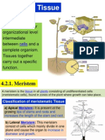 Meristem