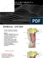 7 Musculos Que Unen Tronco A Humero-1