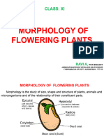 Morphology of Flowering Plants