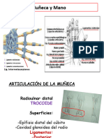 Ligamentos Muñeca y Mano