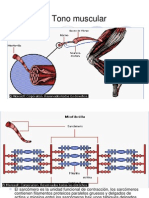Tono Muscular