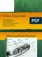 Cellular Respiration