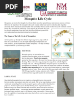 Mosquito Life Cycle