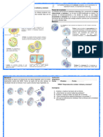 TP Nº5 - Fases de La Mitosis y Meiosis