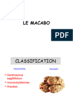 Culture Du Macabo