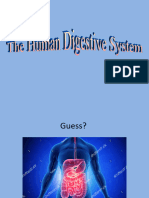 The Human Digestive System