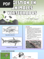 Digestion en Animales Vertebrados