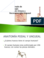 (Clase 5) ANATOMIA PODAL Y UNGUEAL, HUESOS DEL CUERPO HUMANO, MUSCULOS.