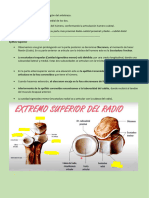 Anatomia Del Cubito