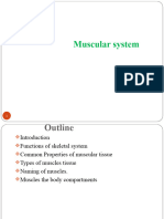 Musclular System