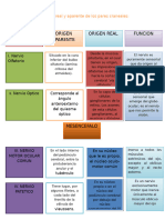 Explica El Origen Real y Aparente de Los Pares Craneales 1