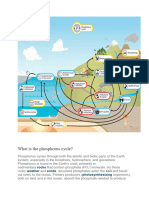 Phosphorous Cycle