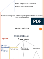 Meristemas Apicais e Tecidos Primários