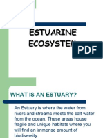 Estuarine Ecosystem