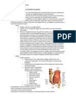 Anatomia Miembro Inferior.