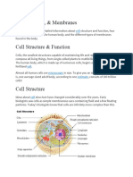 AnaPhy Cells