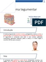 Anatomia Do Sistema Tegumentar