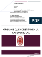 Organos de Cavidad Bucal