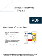 Organization of Nervous System