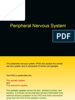 Peripheral Nervous System