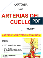 17 Vasos y Nervios de Cabeza y Cuello