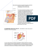 Histologia Practico #1 Sobre La Prostata