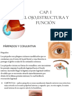 Cap - I El Ojo, Estructura y Función