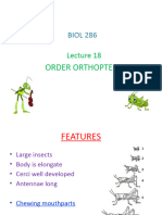 BIOL 286 Lecture 18 ORTHOPTERA With Annotations