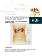 10 Excretion Biology Notes IGCSE 2014