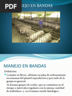 Manejo de Cerdas en Bandas.