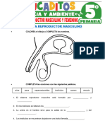 Sistema Reproductor Masculino y Femenino para Quinto Grado de Primaria