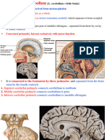 4 Cerebellum 2022