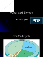 Cell Cycle